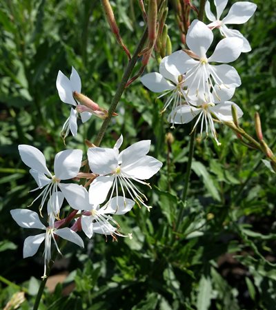 Gaura Stratosphere™ White
